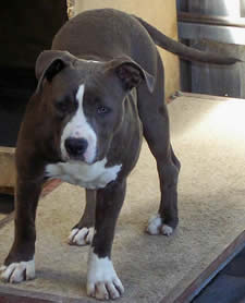 Bellamon Babbling Babs